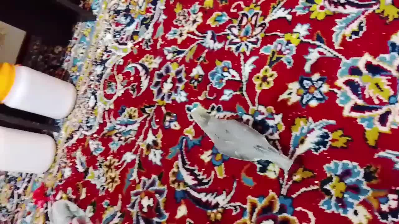 جوجه عروس هلندی|پرنده|قم, عمار یاسر|دیوار