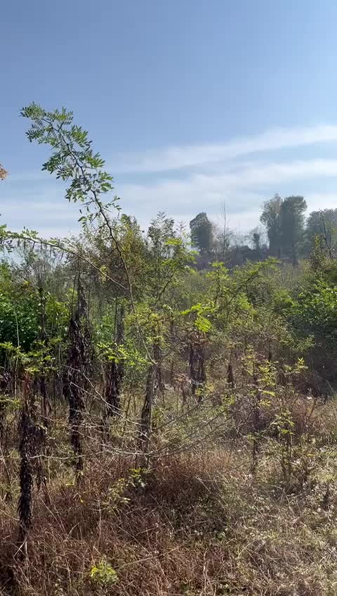 زمین ۷۵۰ متری مسکونی کوهپایه ای/جاده ماسوله|فروش زمین و ملک کلنگی|ماکلوان, |دیوار