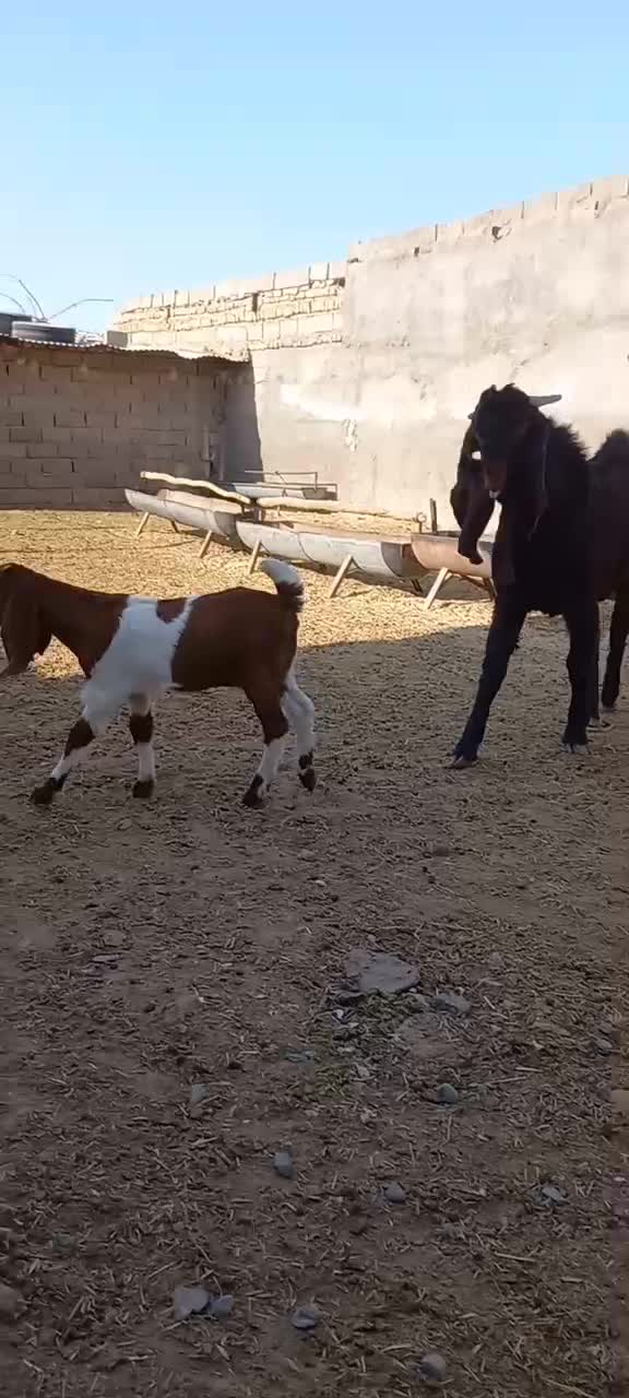 بزغاله نر پاکستانی جنس عالی فروشی|حیوانات مزرعه|سلامی, |دیوار