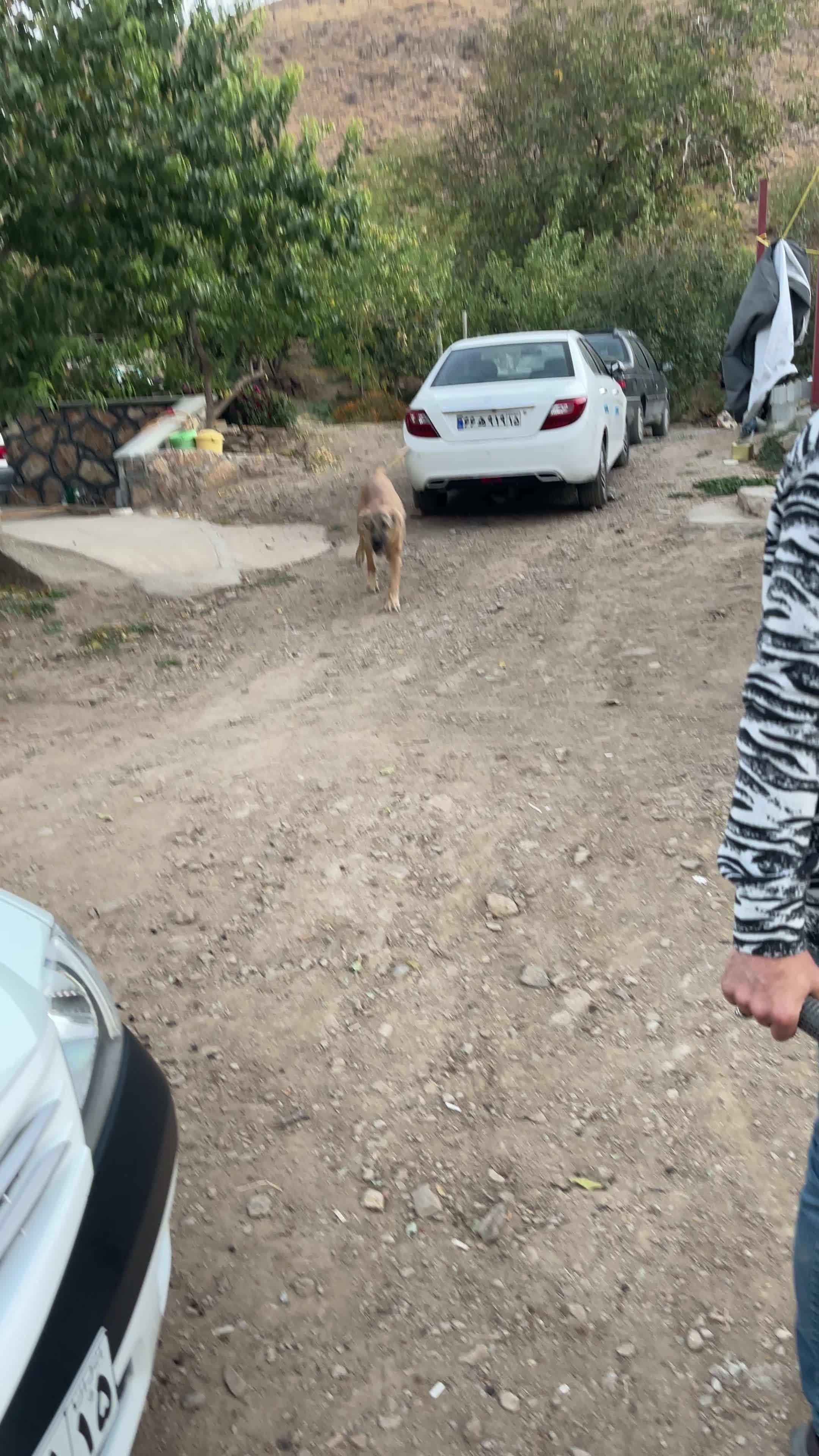 سگ سرابی گمشده یابنده مژدگانی ۲۰ میلیونی|حیوانات|مراغه, |دیوار