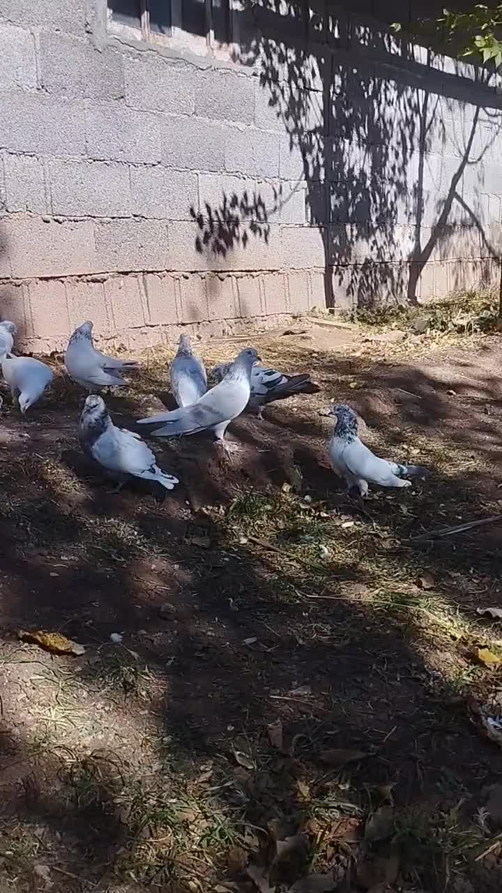 کبوتر|پرنده|بره‌سر, |دیوار