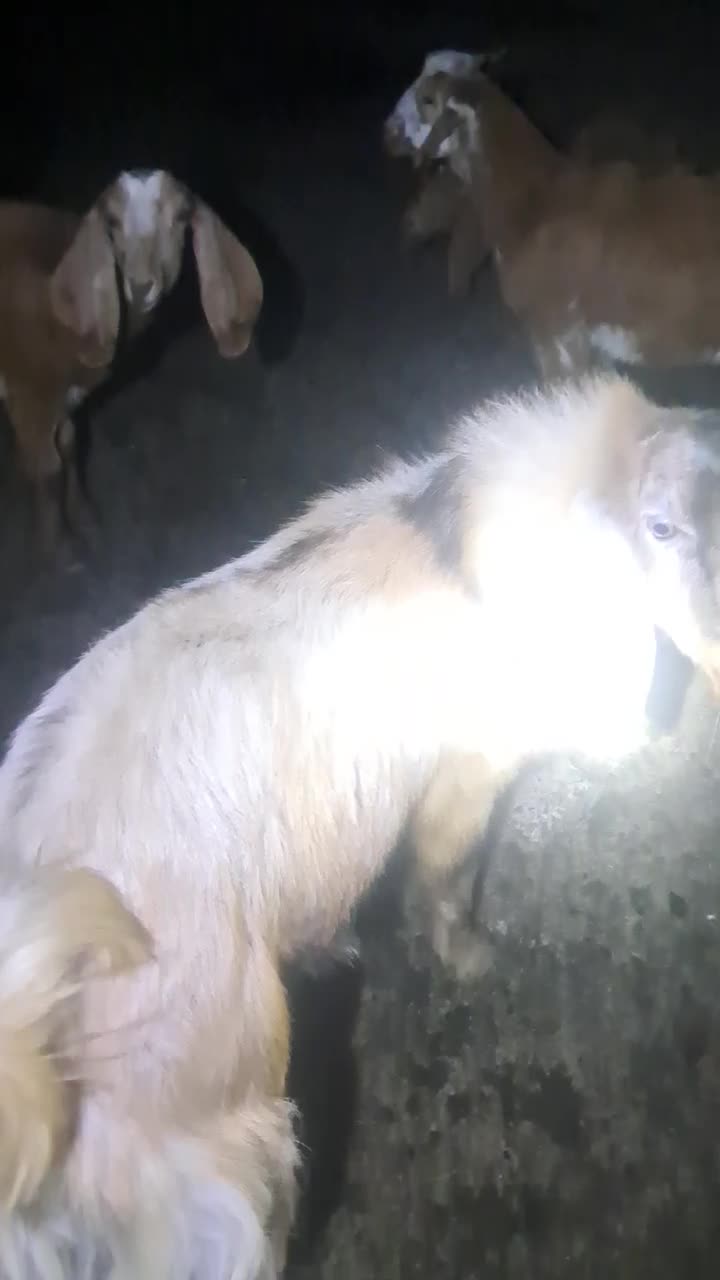 بزغاله|حیوانات مزرعه|بهبهان, |دیوار