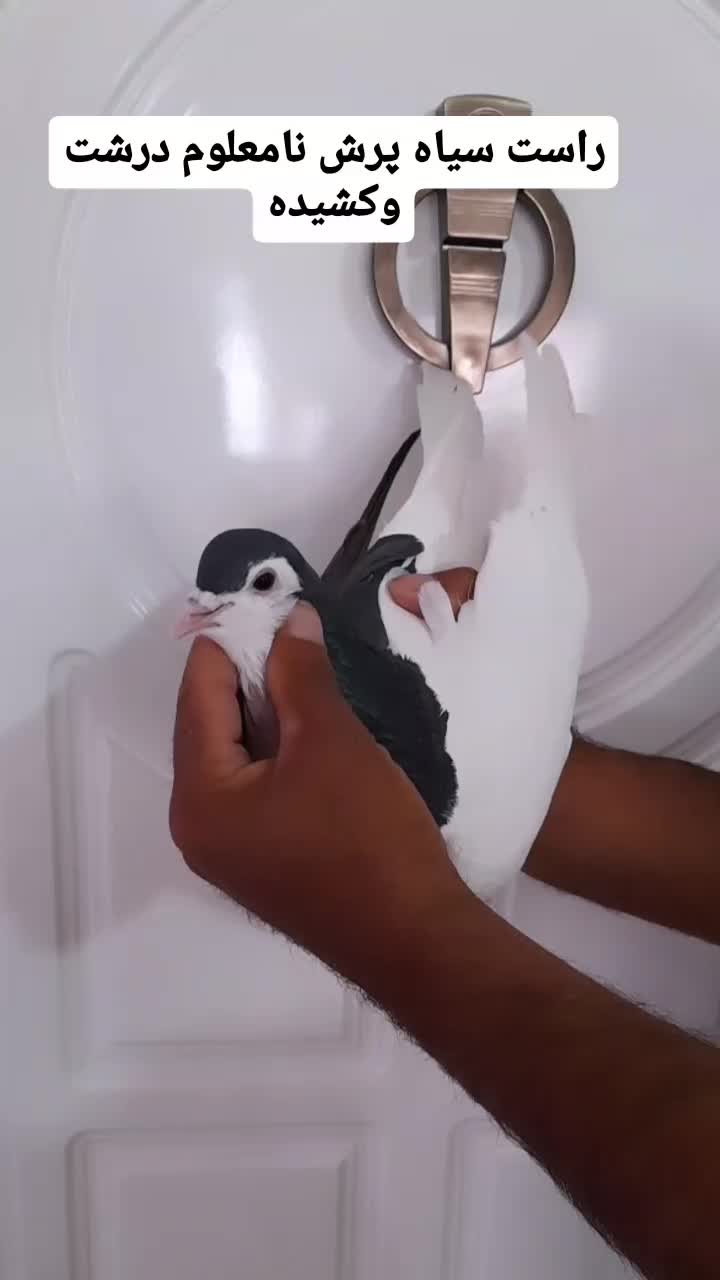 راست سیله خوشکل بدون ایراد|پرنده|اسفراین, |دیوار