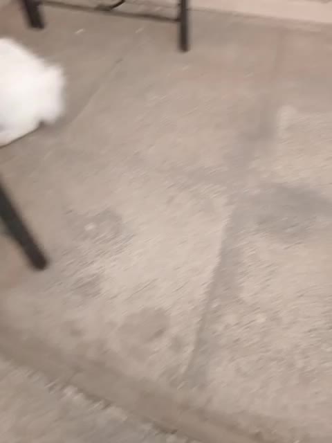 خرگوش لوپ|موش و خرگوش|اندیشه, اندیشه فاز ۱|دیوار