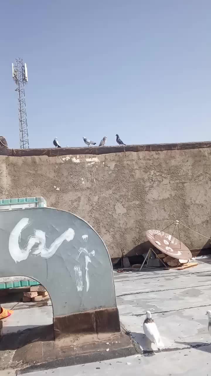 سوسکی سبز قلدر کسی خواست درخدمتم|پرنده|تربت جام, یحیی آباد|دیوار