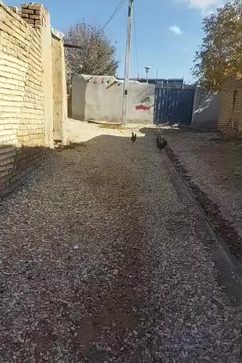 سه عدد خروس|پرنده|بروجرد, |دیوار