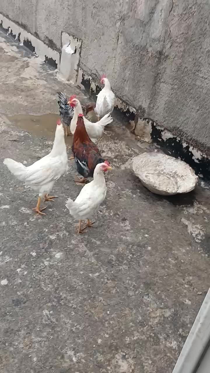 تعدادی مرغ و خروس|حیوانات مزرعه|نسیمشهر, |دیوار