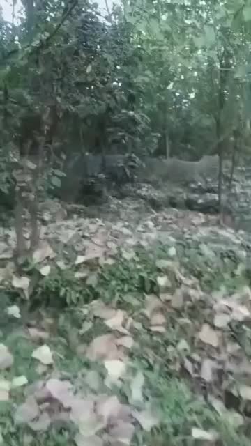 یک قطعه زمین مسکونی|فروش زمین و ملک کلنگی|آستانه اشرفیه, |دیوار