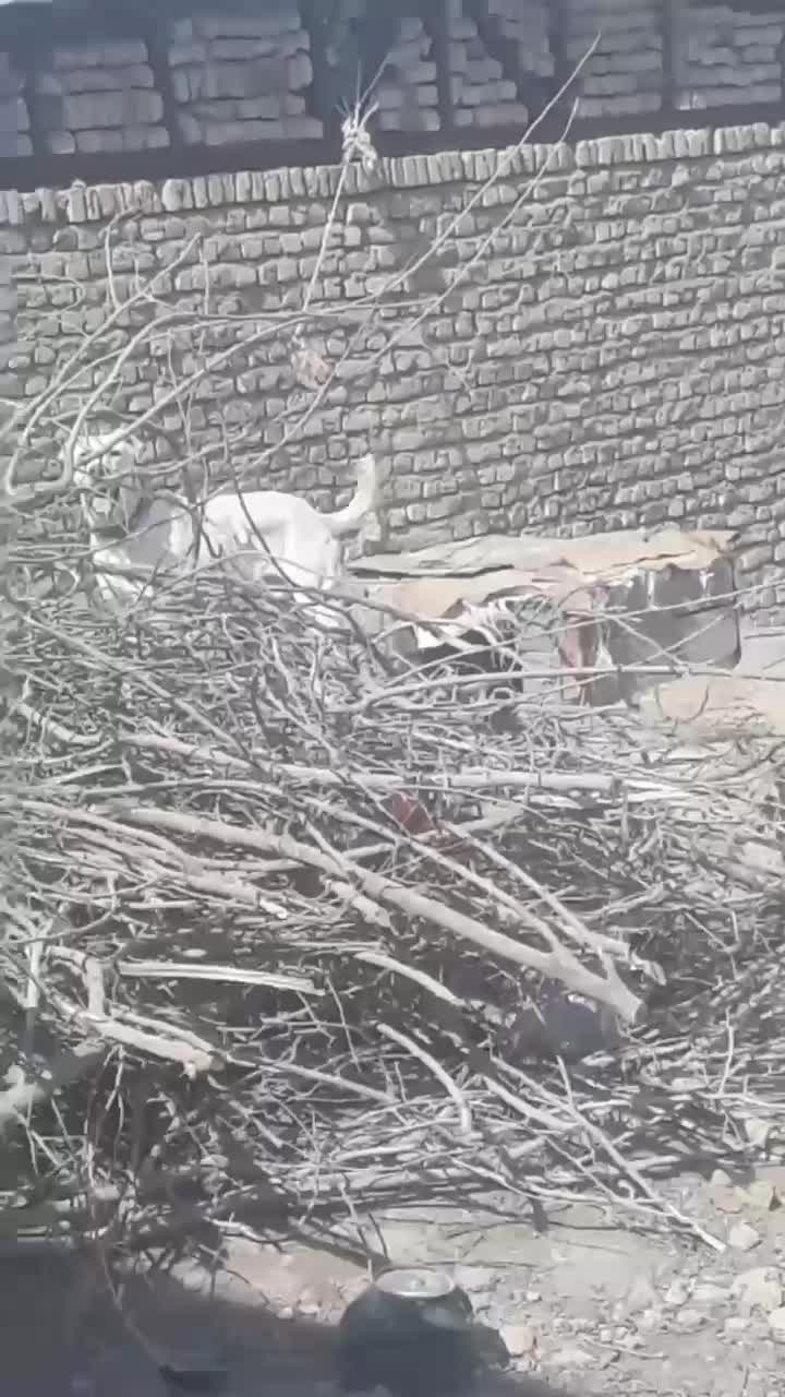 سگ نر|سگ|تربتحیدریه, پائین ولایت|دیوار