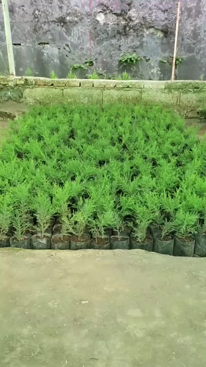 نشاء لاوسون فونیکس نایلکسی سرو شیراز لاوسون سطل 12|خدمات باغبانی و درختکاری|رودسر, |دیوار