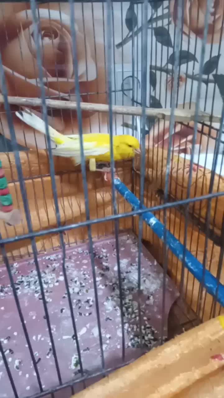 باسلام یک عدد قناری ماده طلایی آماده کار|پرنده|قم, قلعه کامکار|دیوار