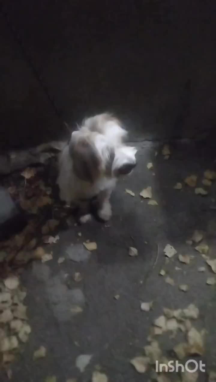 سگ پاکوتاه|سگ|خلخال, |دیوار