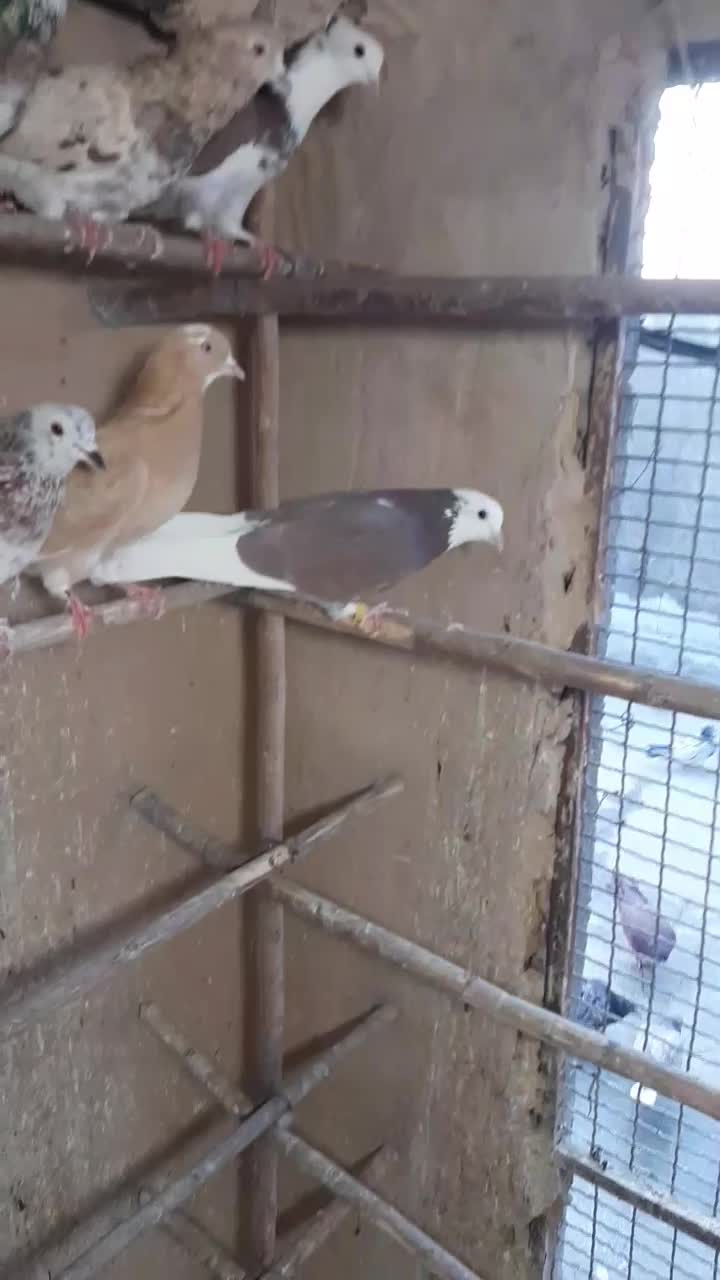 کبوتر سرور|پرنده|قم, کیوانفر|دیوار