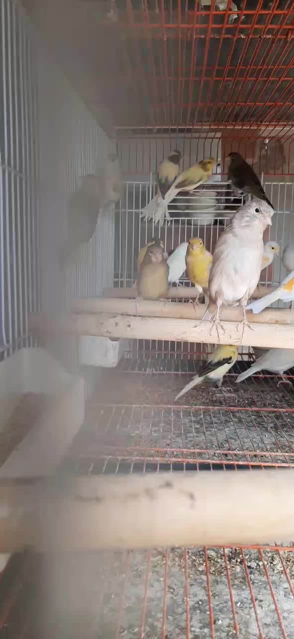 قناری نروماده پرستار|پرنده|اندیشه, اندیشه فاز ۱|دیوار