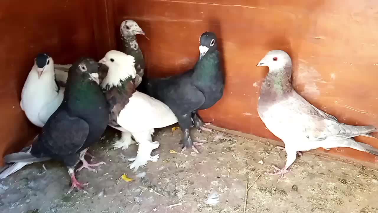 کفتر|پرنده|درمیان, |دیوار