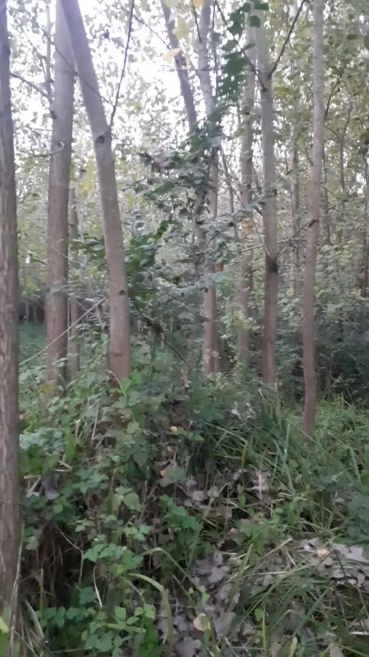 فروش عمده درخت صنوبر (تبریزی)|گل و گیاه طبیعی|لنگرود, |دیوار