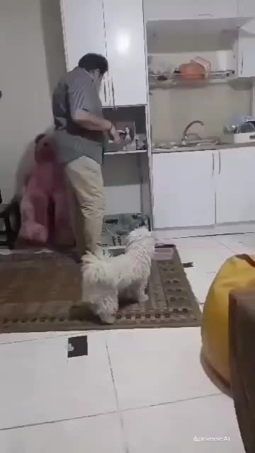 سگ نره مالتیز ترییر(چیکو)|سگ|تهران, ارامنه|دیوار