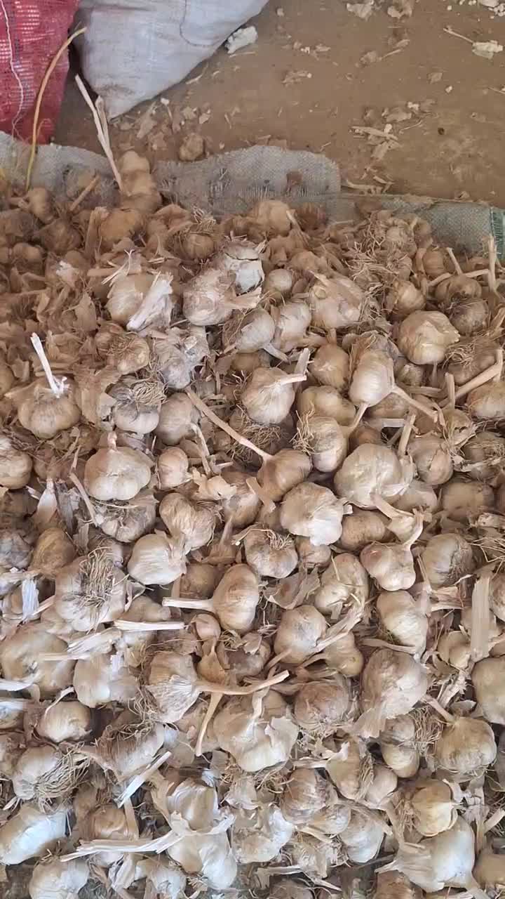 سیربزری|خدمات باغبانی و درختکاری|بهار, |دیوار