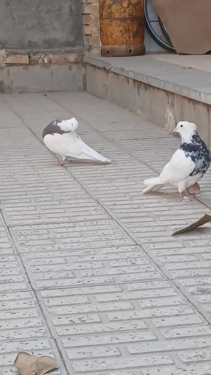 یک جفت طوقی درمبارکه.|پرنده|مبارکه, |دیوار