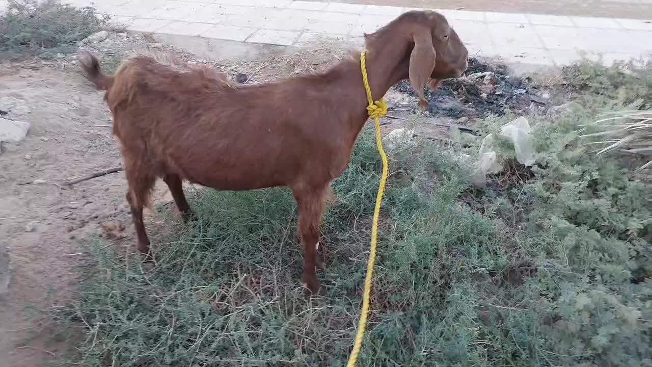 بز ماده مطفل رامشیر|حیوانات مزرعه|بندر ماهشهر, |دیوار