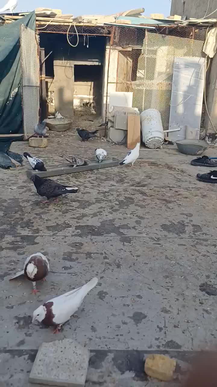 کفتر پرشی زرنگ بیاجلوت مپرونمش|پرنده|شیراز, دست خضر|دیوار