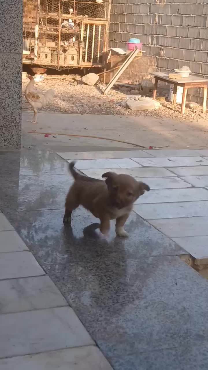 توله سگ پاکوتاه فیندو|سگ|دلند, |دیوار