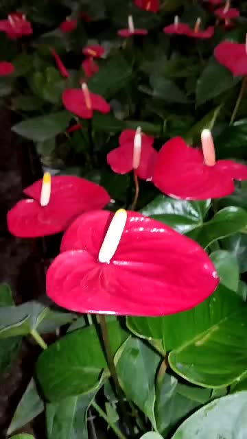 گیاه آنتریوم|گل و گیاه طبیعی|تهران, آجودانیه|دیوار