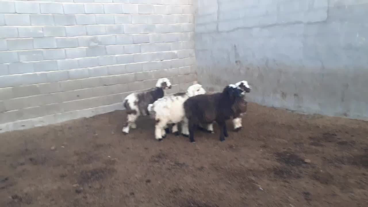 بره ماده،میش،بز،بزغاله|حیوانات مزرعه|مبارکه, |دیوار