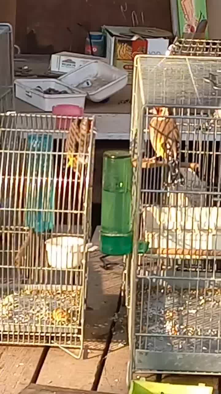 سره جوجه قفس|پرنده|ری, فیروزآباد|دیوار