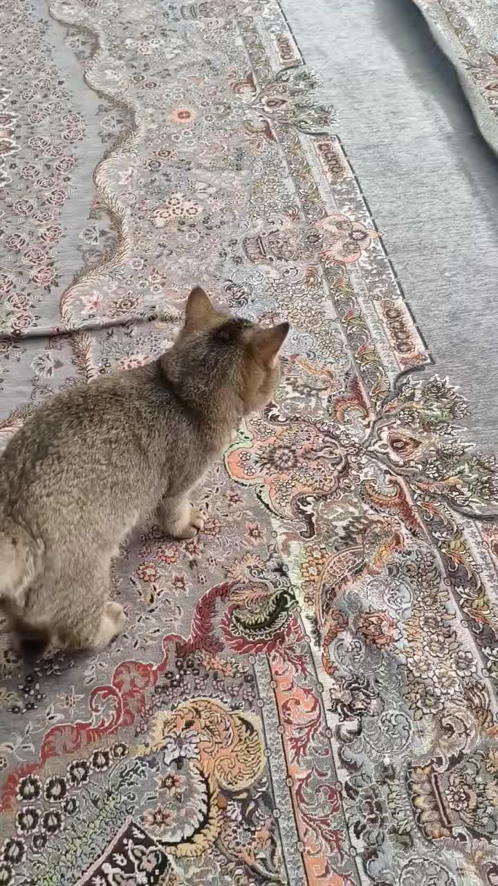 گربه بریتیش 3 ماهه اصیل|گربه|بندرعباس, |دیوار