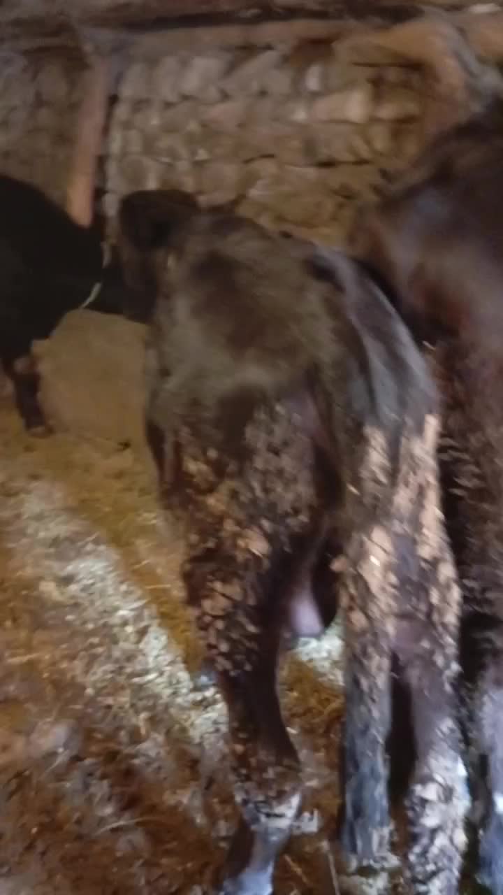 گوساله های سیاه رنگ اصل|حیوانات مزرعه|اهر, |دیوار