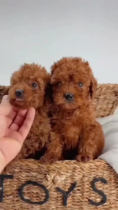 *poodle * دارک|سگ|تهران, پونک|دیوار