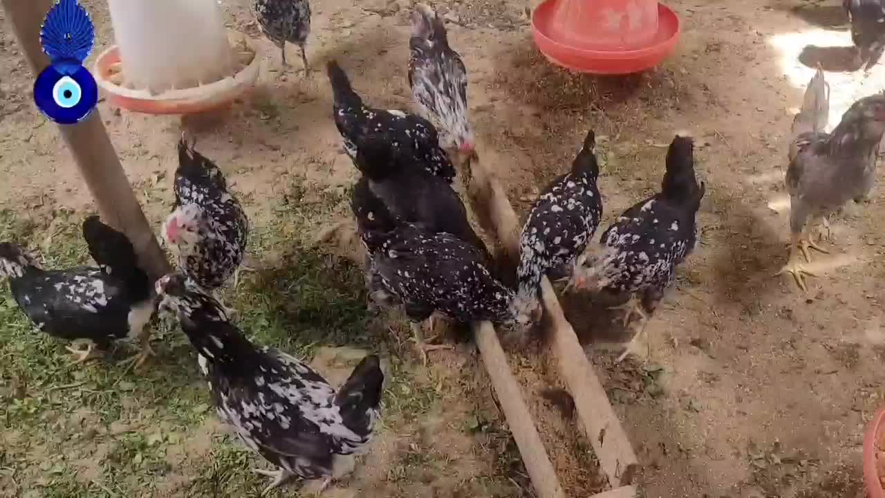 تخم مرغ نطفه دار گلین|حیوانات مزرعه|شهرکرد, |دیوار