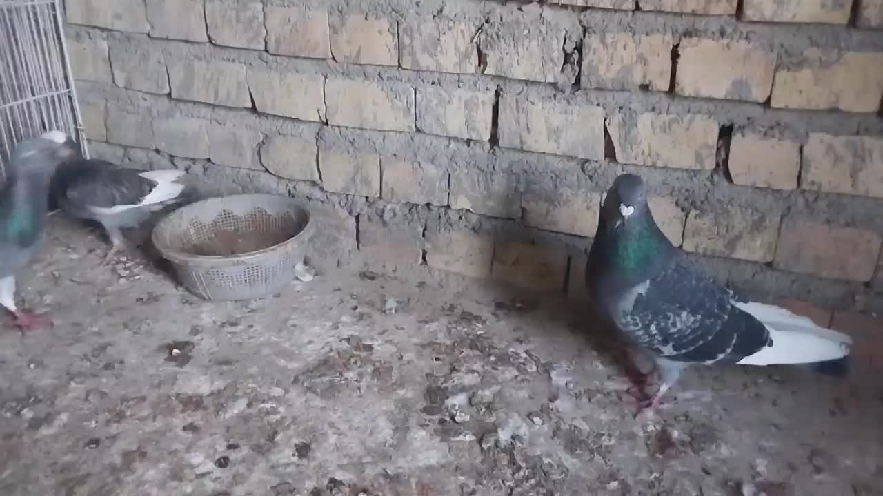 کبوتر جوجه آلمانی پلاکی|پرنده|گنبد کاووس, |دیوار