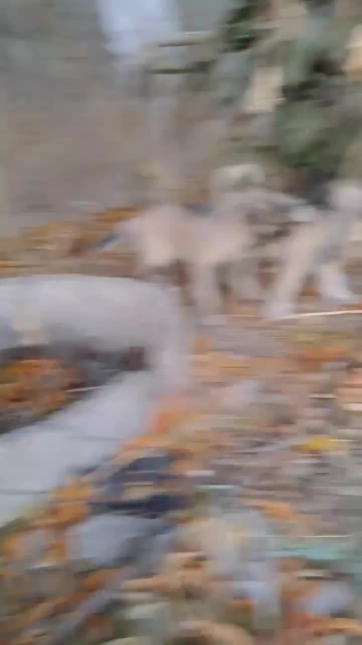 واگذاری توله سرابی|سگ|محمدیه-قزوین, |دیوار