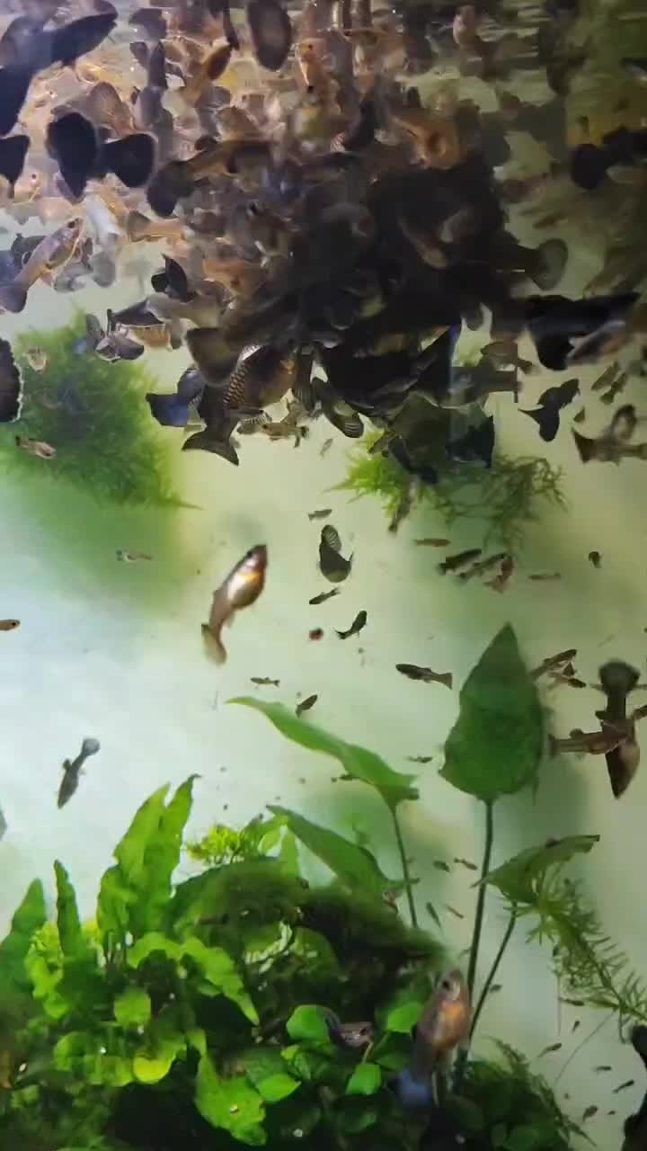 گوپی بلو مسکو|ماهی|تهران, استخر|دیوار