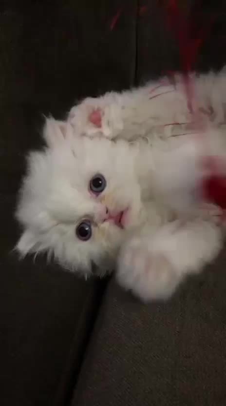 گربه|گربه|تبریز, |دیوار