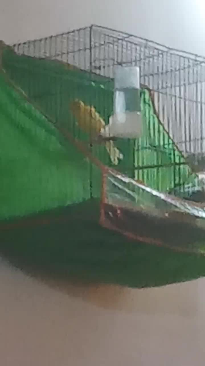 قناری لیمویی بخون|پرنده|کرمان, |دیوار