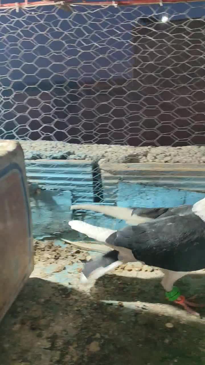 ماده|پرنده|نیشابور, رحمت آباد|دیوار