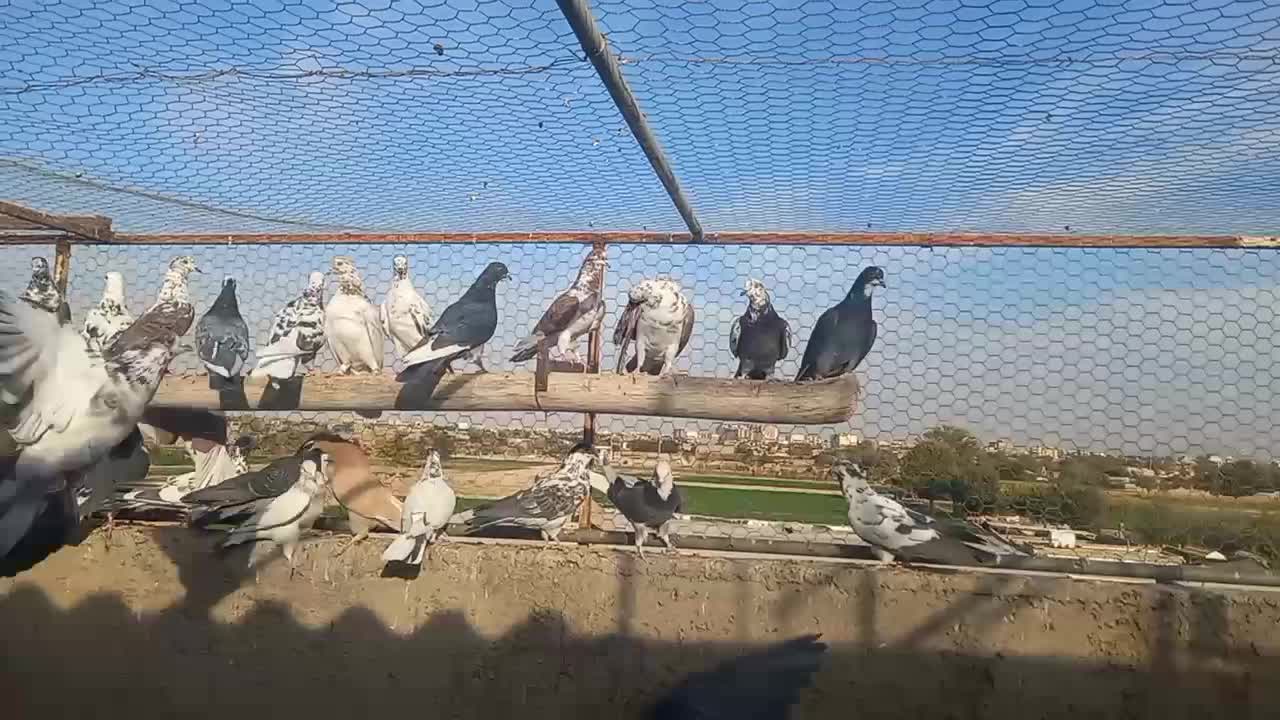 کبوتر تهرونی ماده برای گرو|پرنده|اصفهان, طاحونه|دیوار