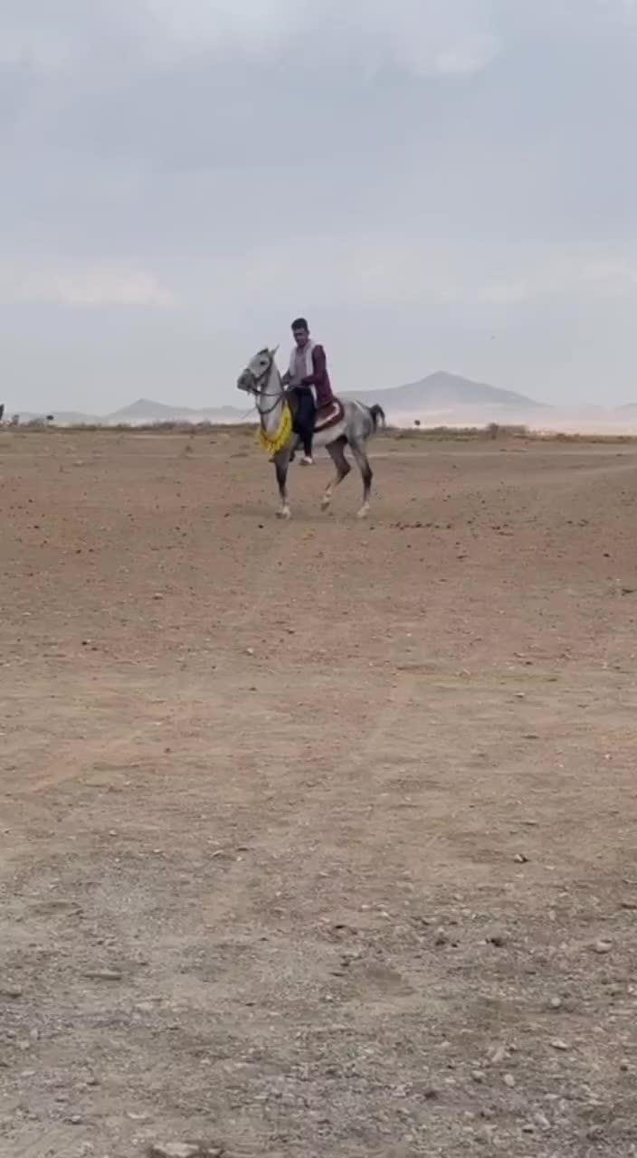 مادیون کرد سواری دار|اسب و تجهیزات اسب‌سواری|صفادشت, |دیوار