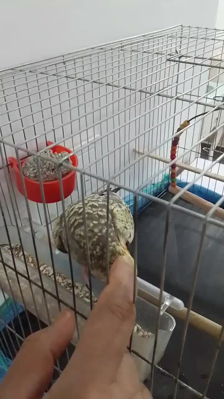 عروس هلندی|پرنده|اهواز, پردیس|دیوار