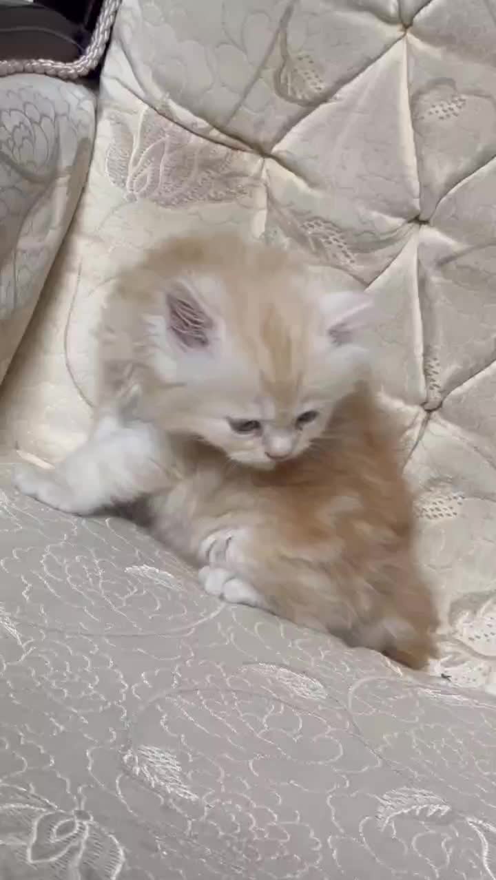 بچه گربه طلایی|گربه|مشهد, شریف|دیوار