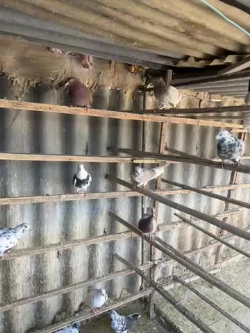 کفتر پرشی|پرنده|شهر ری, صالحآباد شرقی|دیوار