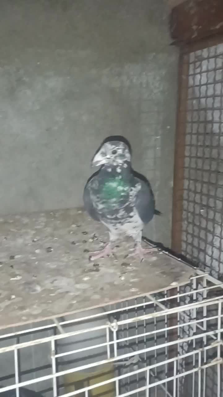 کبوتر|پرنده|برازجان, |دیوار