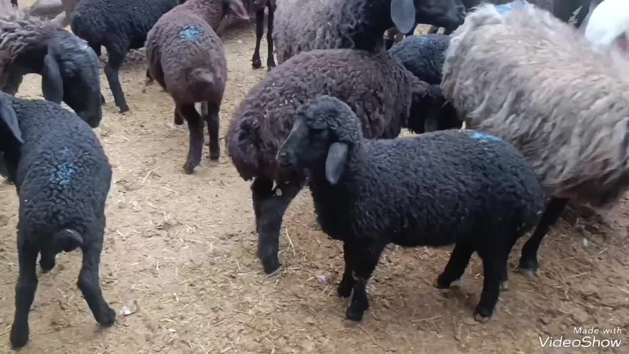 میش وبره|حیوانات مزرعه|قم, قلعه کامکار|دیوار