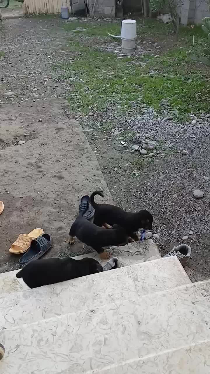 سگ ژرمن شیپرد مینیاتوزی وارداتی|سگ|سنگر, |دیوار