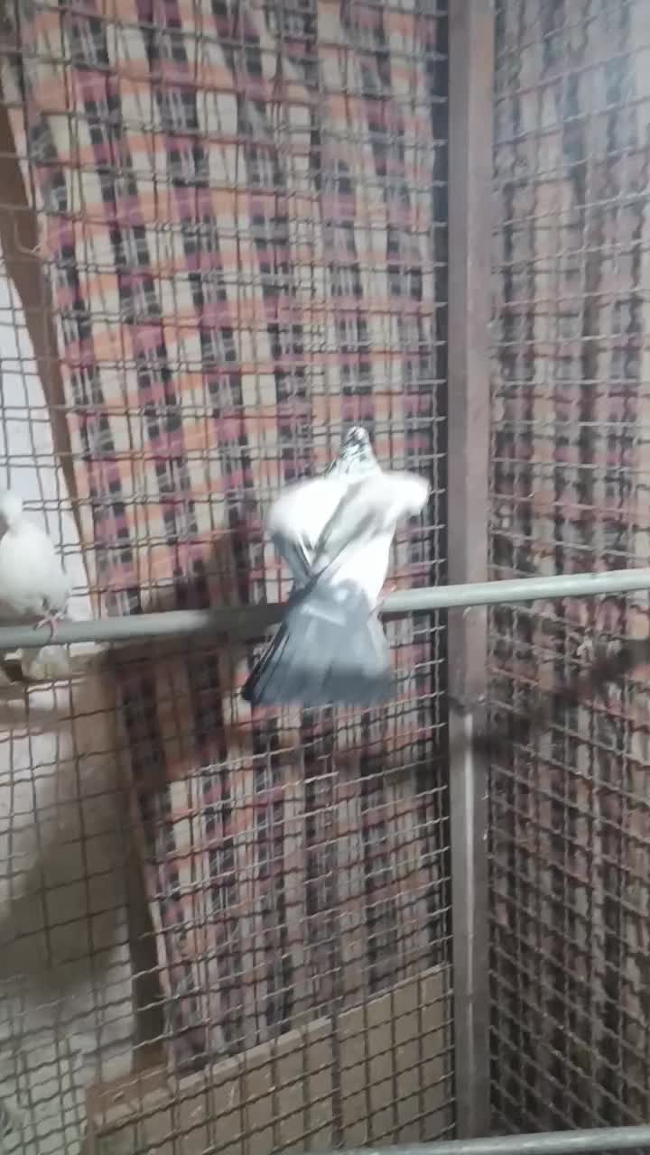 کفتر کله دم سبز|پرنده|تهران, مشیریه|دیوار