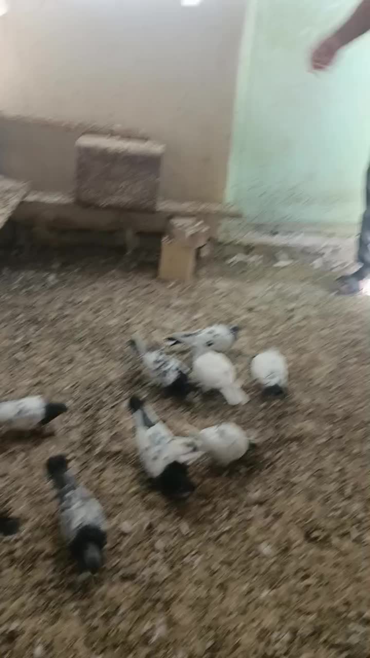 کبوتر گله ای|پرنده|کنارک, |دیوار