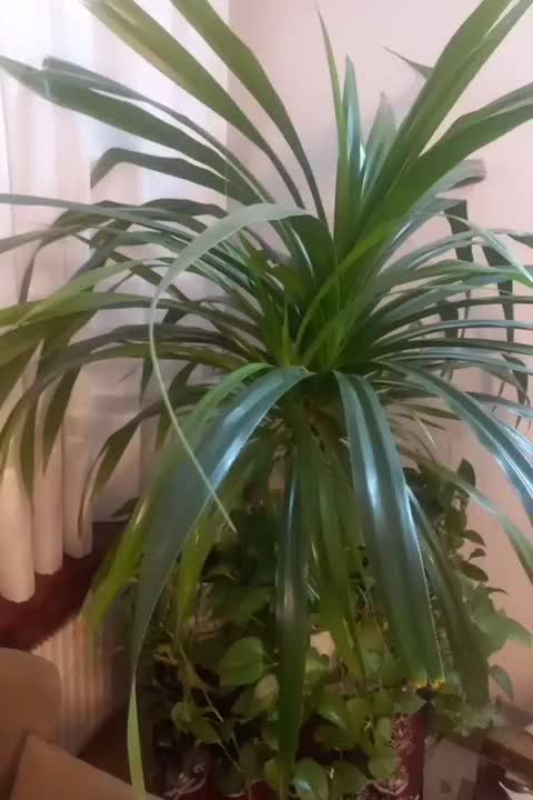 پاندانوس با پاجوش و زیبا|گل و گیاه طبیعی|تهران, تهرانسر شرقی|دیوار